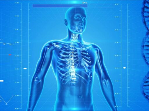 human skeleton, human body, anatomy